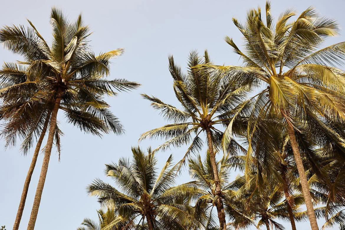 PALM TREES