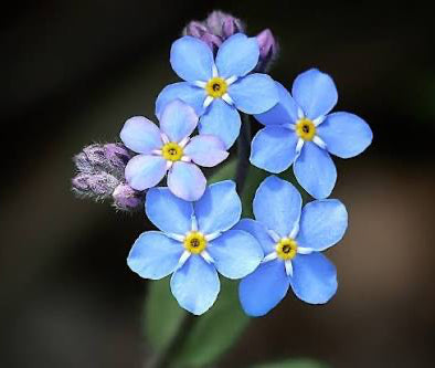 Forget me know flower 11:11 pendant